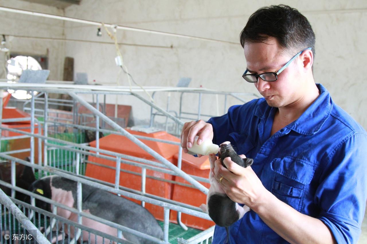 温氏猪舍最新建设图纸的研究与应用解析