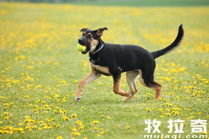 澳门一码一肖一待一中四不像，快速响应方案_高级款81.2.66