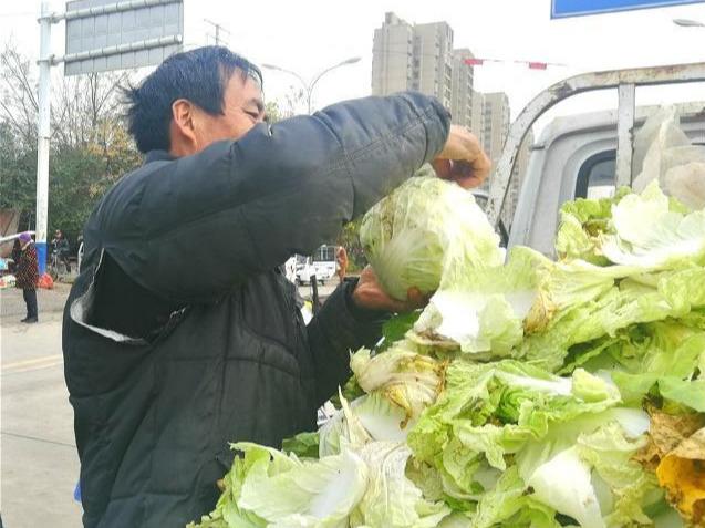 大白菜价格最新行情及分析概述