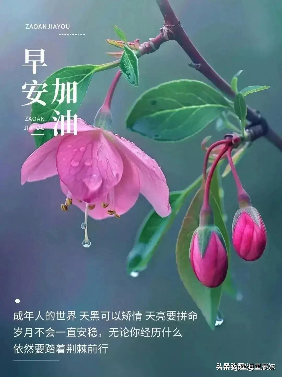 2024天天彩资料大全免费，全面解答解释落实_网页版42.81.16