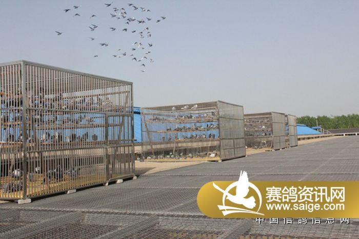 绵阳圣翔公棚最新公告观点深度解读