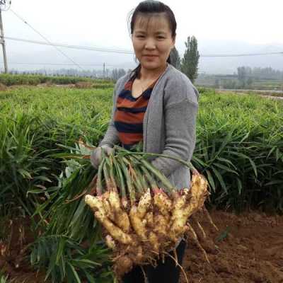姜的最新价格及市场趋势深度解析