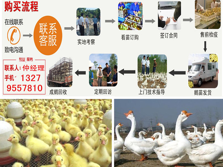 律师营业执照 第817页