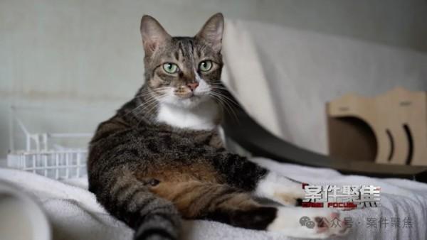 猫缘深处的邻里纷争，多猫养护引发楼道恶臭，居民被诉诸法律