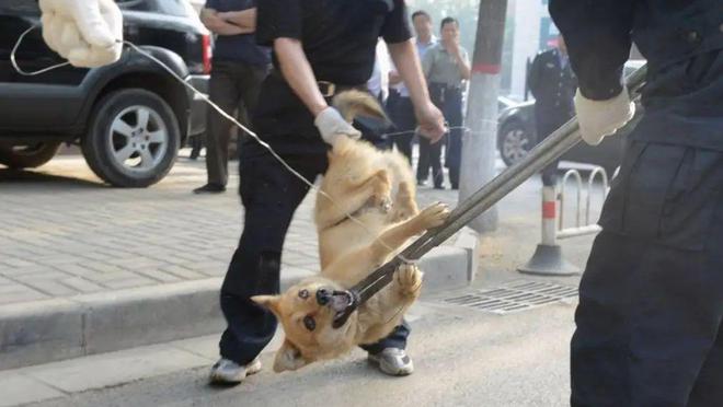 高校保安打死幼犬事件引发关注，主人发声，小巷特色小店意外成焦点
