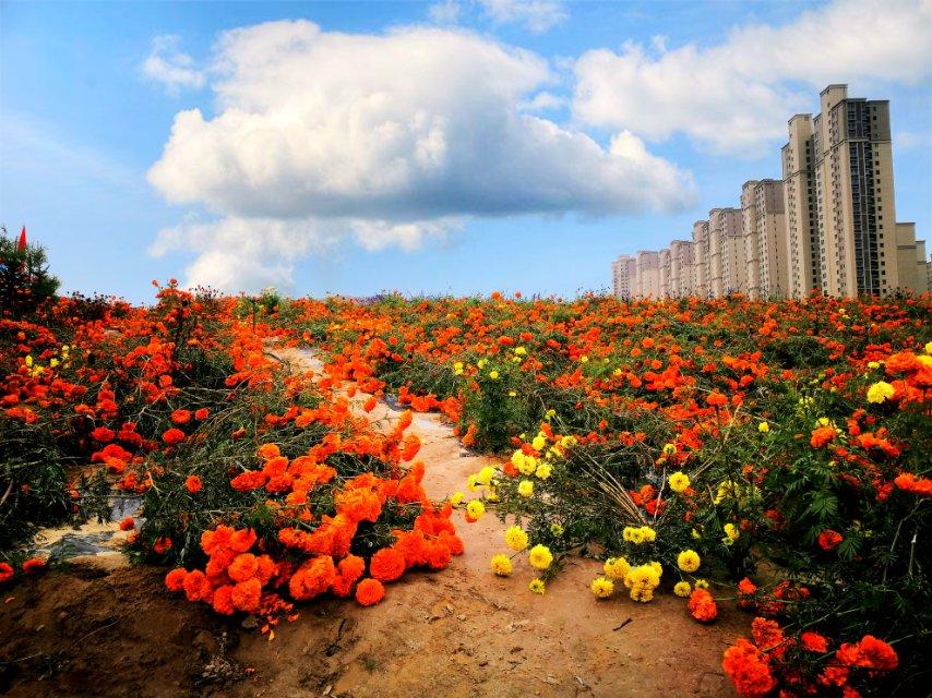 兰州碧桂园最新动态及步骤指南