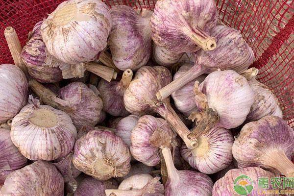 大蒜最新行情深度分析，市场动态与趋势探讨