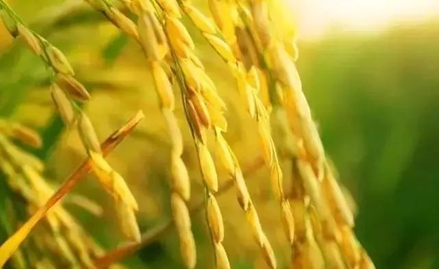 稻谷收购价格最新行情，时代变迁与市场的波动影响分析