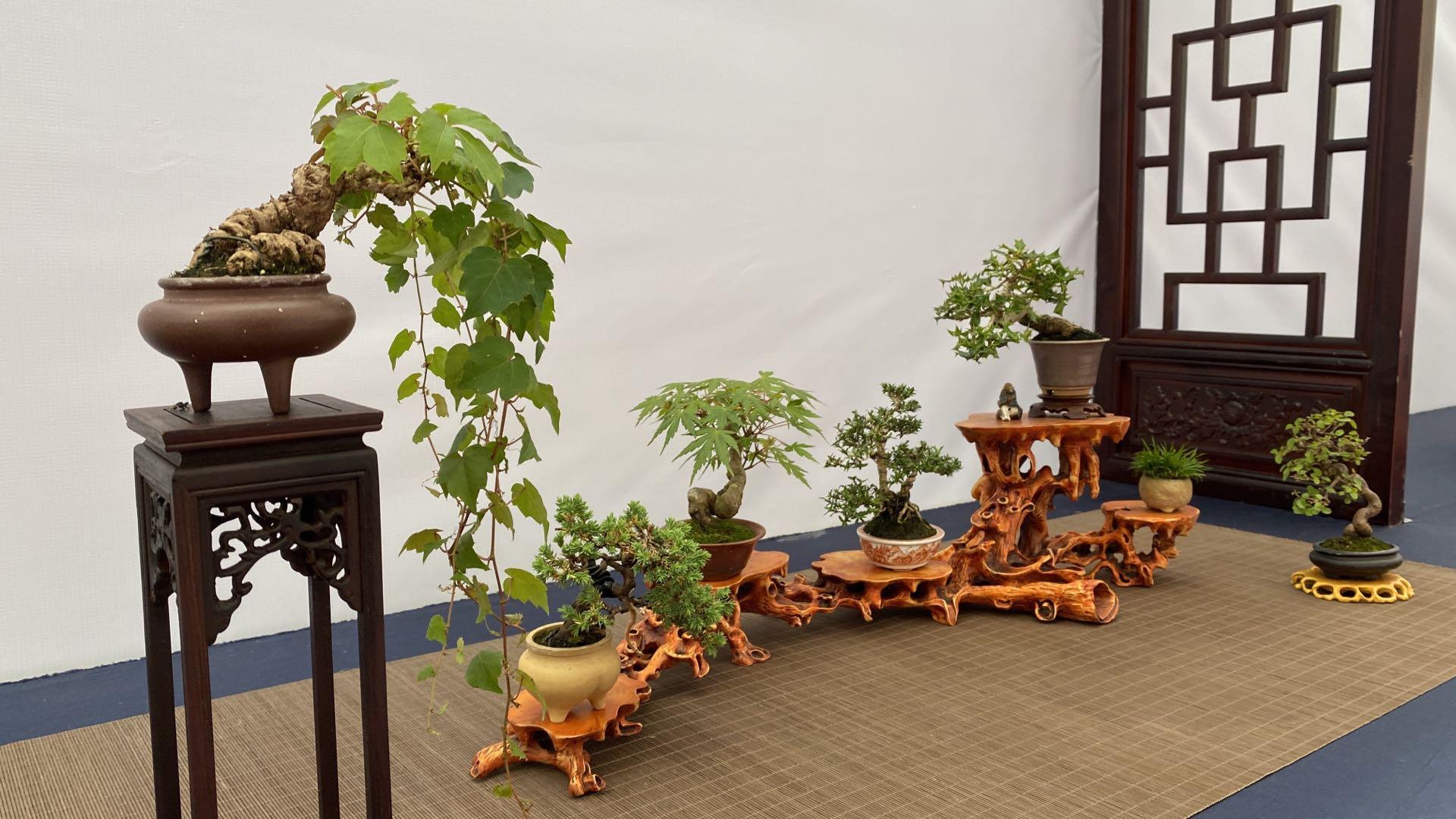 花木范最新版——科技与生活的完美融合高科技艺术品体验