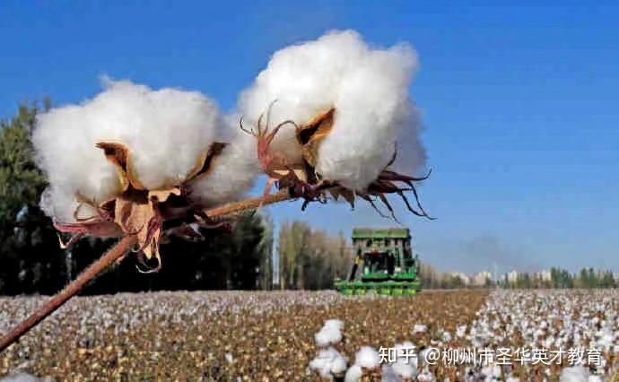 新疆棉花补贴最新动态，探寻内心平静的棉花之旅